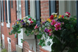 Window flower boxes
