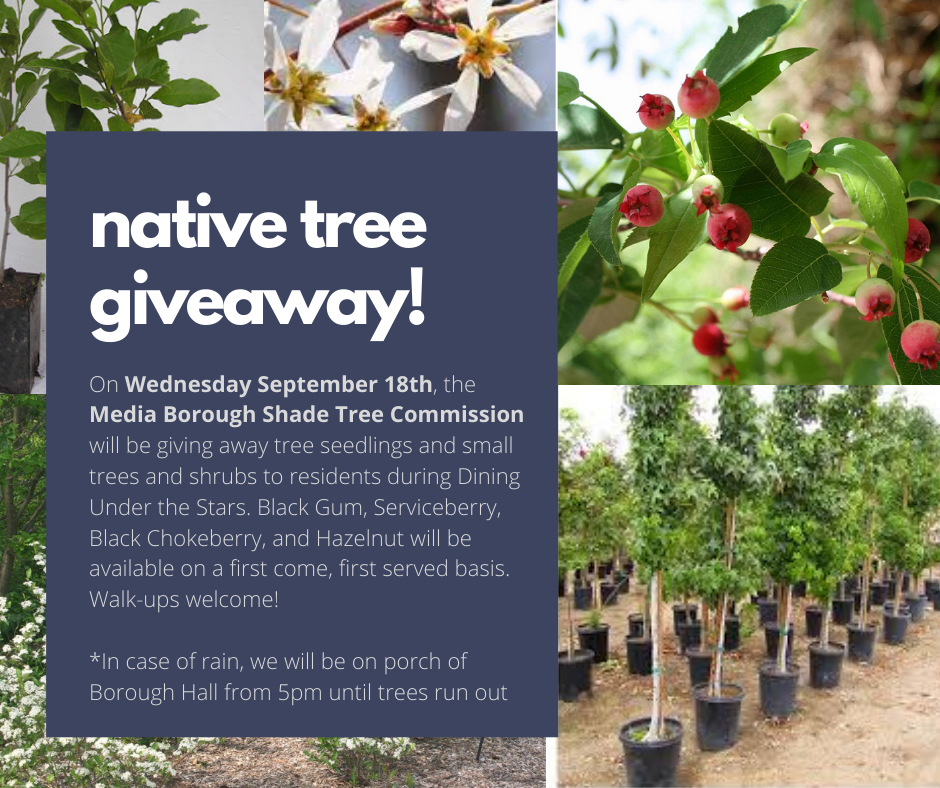 Native Tree Giveaway 