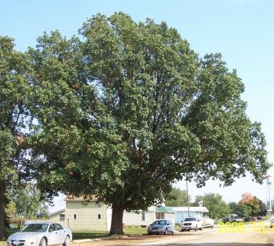 Swamp White oak