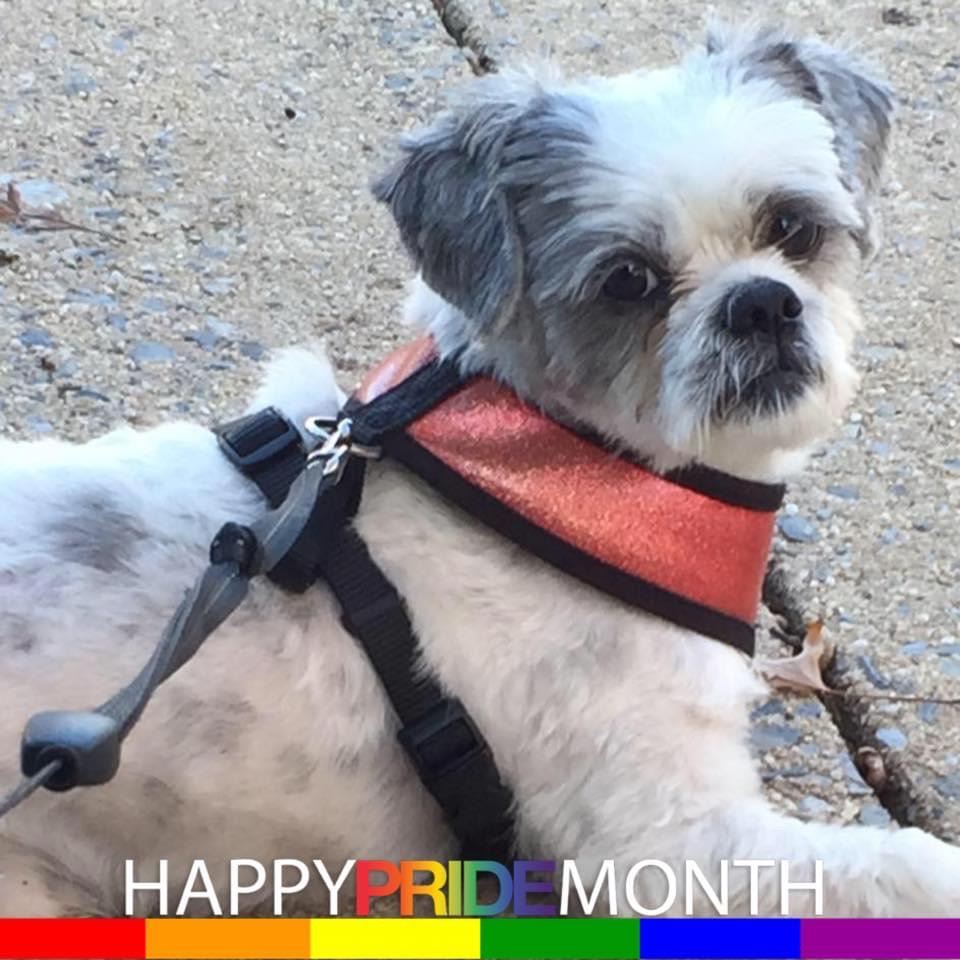 Cuddly Cats - Pet of the month