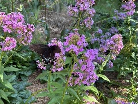 Pollinator Garden 6